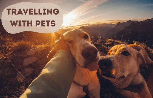 A Smooth Ride: Travelling with Pets A Smooth Ride: Travelling with Pets